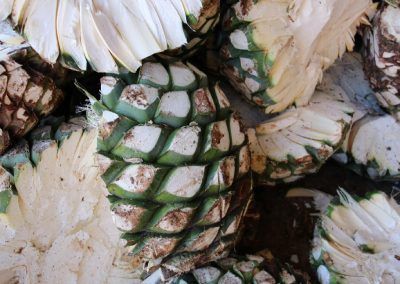 agaves tequila