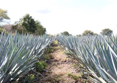 campo agave tequila